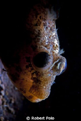 Portrait of a sculpin. Nikon D200, single strobe, snoot by Robert Polo 